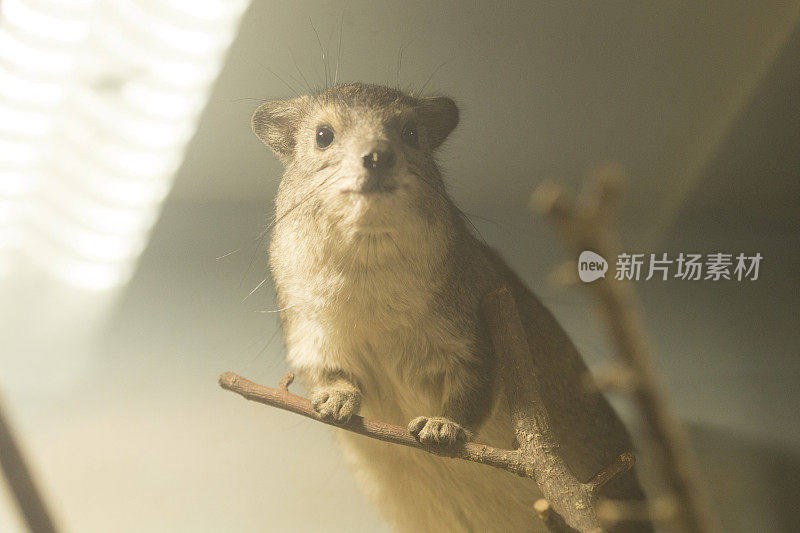 摇滚海拉克斯， 达西 （普罗卡维亚卡彭西斯）